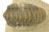 Bargain, Crotalocephalina Trilobite - Foum Zguid, Morocco #274859-1